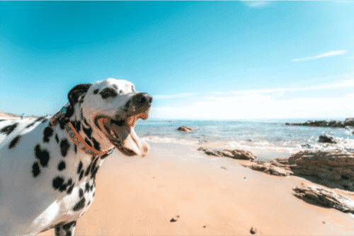 Patudos nas Praias de Setúbal